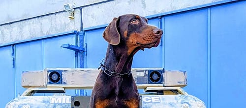Dobermann vom Schwansee - Dobermänner lassen sich bestens als z.B. Polizeihunde einsetzen