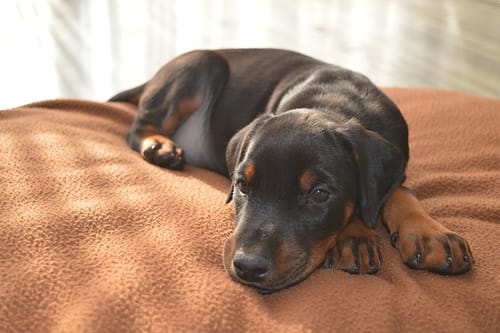 Dobermann vom Schwansee - Dobermann-Welpe ruht sich aus