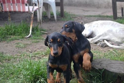 Dobermann vom Schwansee - Unsere Dobermann-Welpen
