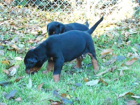 Dobermann vom Schwansee - In Erinnerung an unseren Dobermann-Rüden Nero