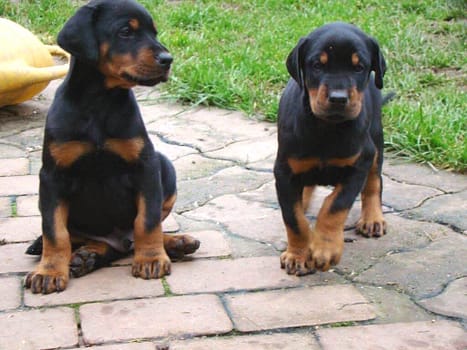 Dobermann vom Schwansee - In Erinnerung an unseren Dobermann-Rüden Nero