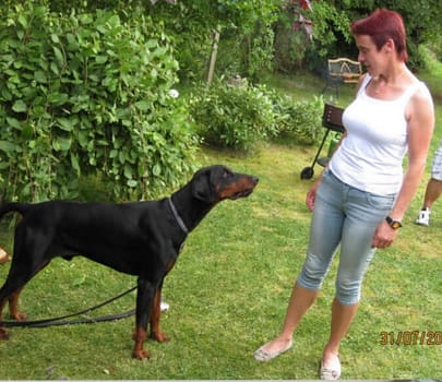 Dobermann vom Schwansee - In Erinnerung an unseren Dobermann-Rüden Nero