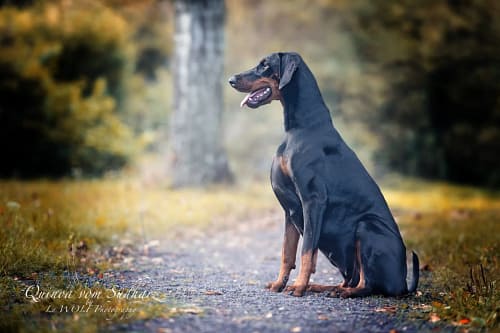Dobermann vom Schwansee - In Erinnerung an Quinoa vom Südharz