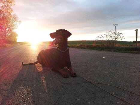 Dobermann vom Schwansee - Quinoa vom Südharz