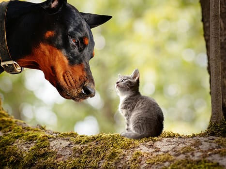 Dobermann vom Schwansee - Dobermänner sind auch gegenüber anderen Tieren neugierig