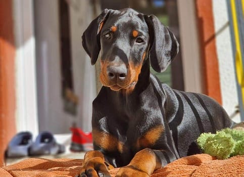 Dobermann vom Schwansee - Unser Dobermann-Welpe Betty Baldur