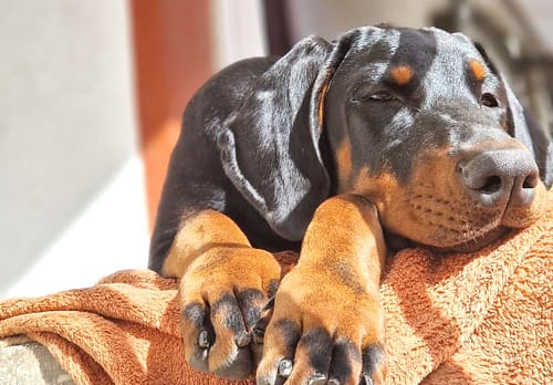Dobermann vom Schwansee - Unsere Dobermann-Dame Betty Baldur