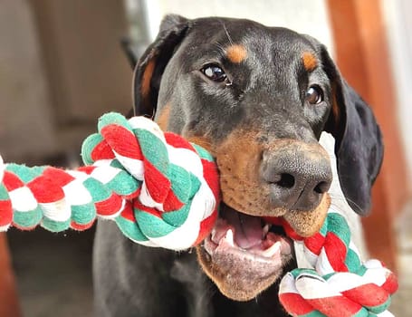 Dobermann vom Schwansee - Unsere Dobermann-Dame Betty Baldur