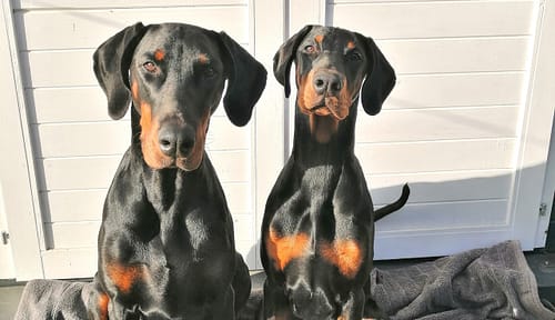 Dobermann vom Schwansee - Unsere Dobermann-Damen Aloha Nani und Quinoa