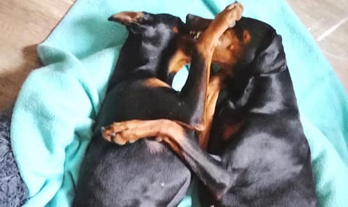 Dobermann vom Schwansee - Betty Baldur und Aloha Nani
