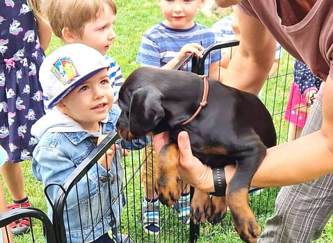 Dobermann vom Schwansee - Unsere Dobermann-Welpen mit der ansässigen Kita