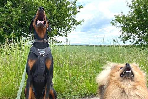 Dobermann vom Schwansee - Unsere Dobermann-Dame Aloha Nani