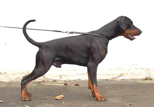 Dobermann vom Schwansee - Dein Hundefreund in allen Lebenslagen