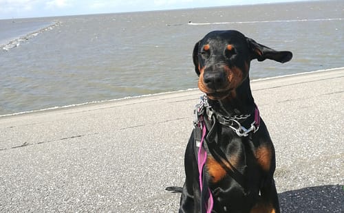 Dobermann vom Schwansee - Unsere Dobermann-Dame Aloha Nani