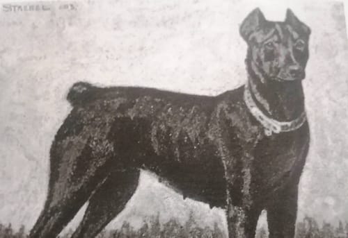 Dobermann vom Schwansee - Der Dobermann und seine Herkunft