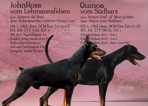 Dobermann vom Schwansee - Paarung von JohnRoss vom Lehmannsfelsen und Quinoa vom Südharz