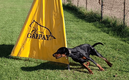 Dobermann vom Schwansee - Aloha Nani beim Training