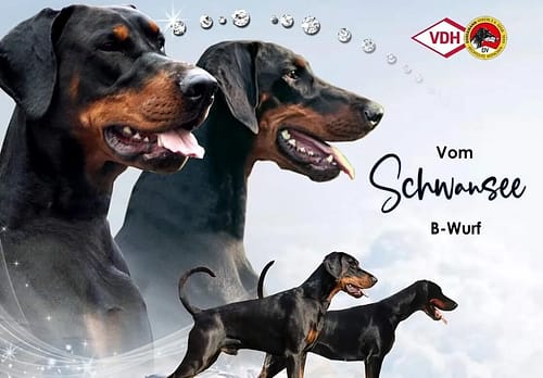 Dobermann vom Schwansee - Paarung von Asir Black Nephrite und Quinoa vom Südharz