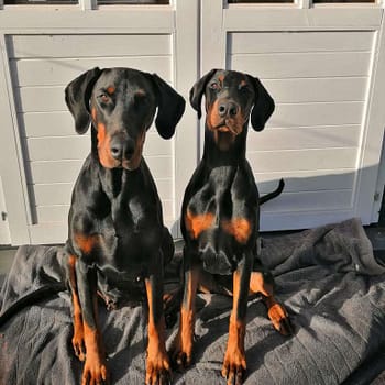 Dobermann vom Schwansee - Quinoa und Aloha Nani