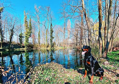Dobermann vom Schwansee - Quinoa vom Südharz beim Spaziergang