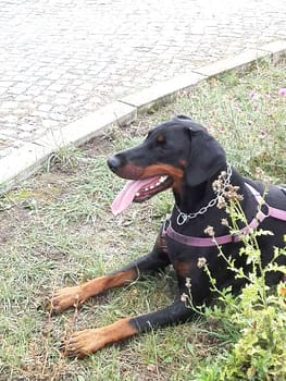Dobermann vom Schwansee - Quinoa vom Südharz bei einer Pause