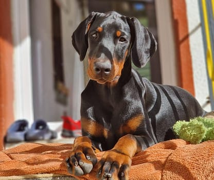 Dobermann vom Schwansee - Unser Dobermann-Welpe Betty Baldur