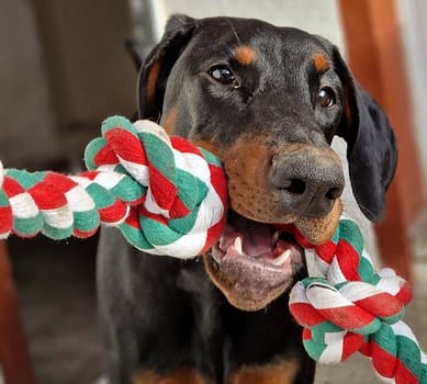 Dobermann vom Schwansee - Unsere Dobermann-Dame Betty Baldur