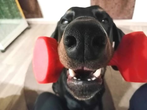 Dobermann vom Schwansee - Quinoa vom Südharz beim Spielen