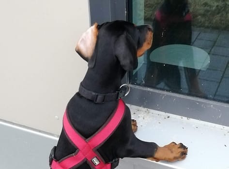 Dobermann vom Schwansee - Unser Dobermann-Welpe Betty Baldur