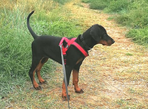 Dobermann vom Schwansee - Unser Dobermann-Welpe Betty Baldur
