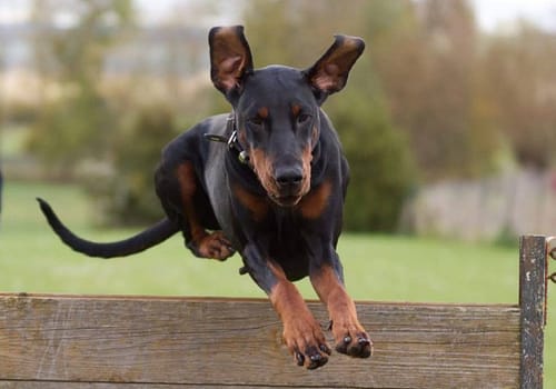 Dobermann vom Schwansee - Aloha Nani in Action