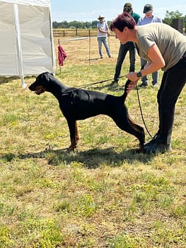 Dobermann vom Schwansee - Betty Baldur in der Ausstellung der Jugendklasse