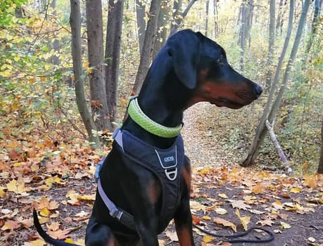 Dobermann vom Schwansee - Charlotte Mia vom Schwansee