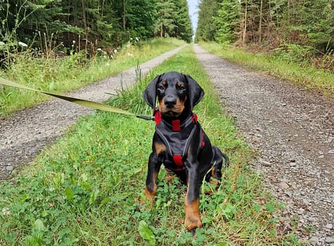 Dobermann vom Schwansee - Der C-Wurf bei einem Waldspaziergang