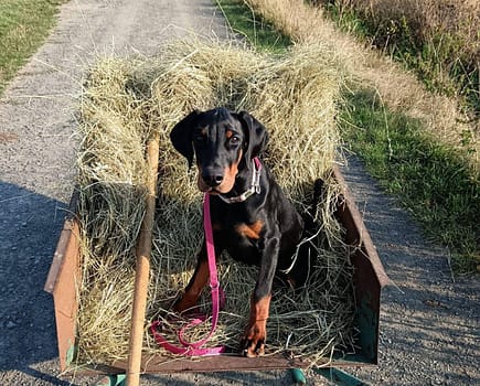 Dobermann vom Schwansee - Der C-Wurf im Heuwagen