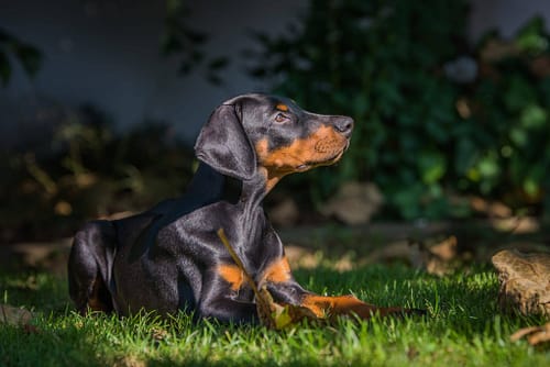 Dobermann vom Schwansee - Der C-Wurf im Garten