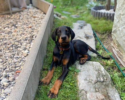 Dobermann vom Schwansee - Der C-Wurf entspannt sich im Garten