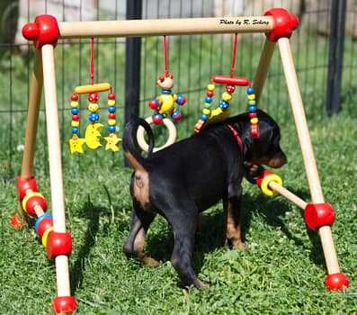 Dobermann vom Schwansee - Der C-Wurf am Mobile