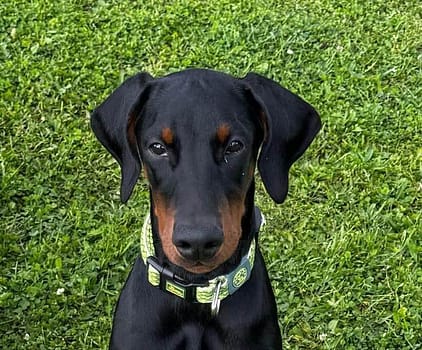 Dobermann vom Schwansee - Charlotte Mia vom Schwansee
