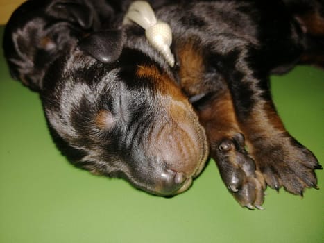 Dobermann vom Schwansee - Charlotte Mia vom Schwansee