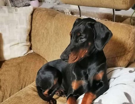 Dobermann vom Schwansee - Charlotte Mia vom Schwansee