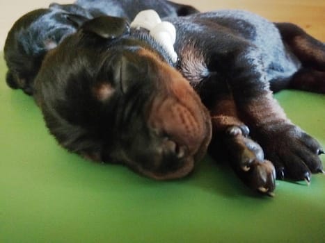 Dobermann vom Schwansee - Unser C-Wurf von Aloha Nani vom Schwansee