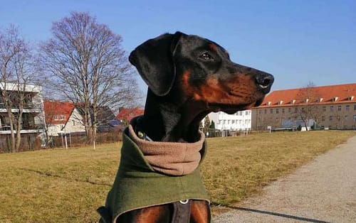 Dobermann vom Schwansee - Charlotte Mia vom Schwansee