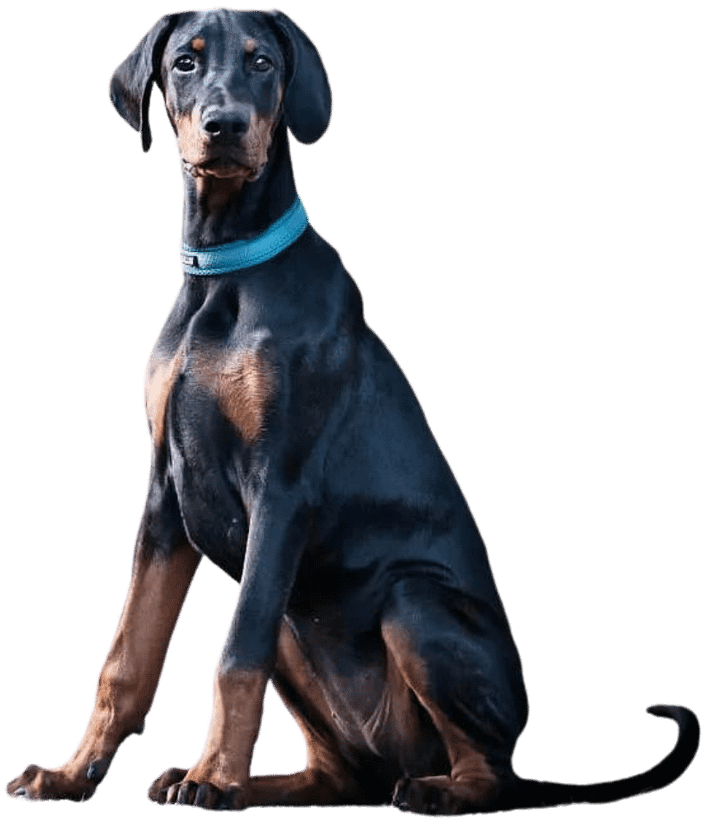 Dobermann vom Schwansee - Unsere Dobermann-Dame Aloha Nani