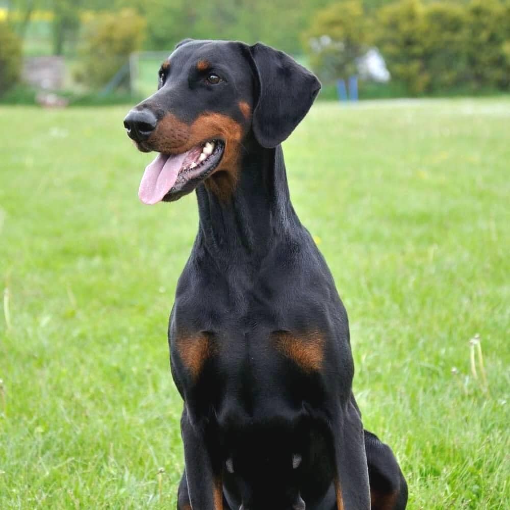 Der Dobermann Dobermann vom Schwansee