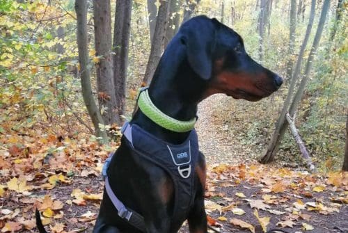 Dobermann vom Schwansee - Charlotte Mia vom Schwansee