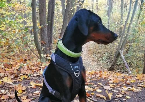 Dobermann vom Schwansee - Charlotte Mia vom Schwansee