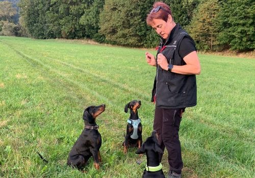 Dobermann vom Schwansee - Der C-Wurf beim Hundetraining mit Denise Augner