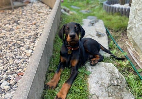 Dobermann vom Schwansee - Der C-Wurf entspannt sich im Garten