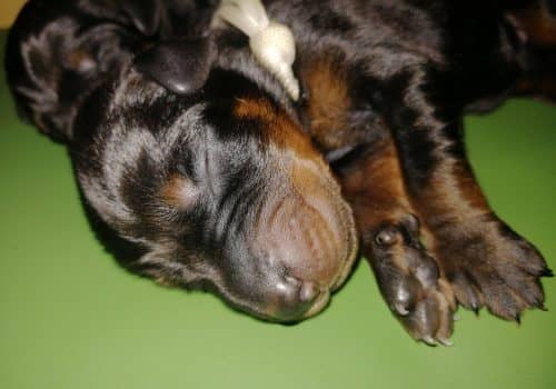 Dobermann vom Schwansee - Charlotte Mia vom Schwansee
